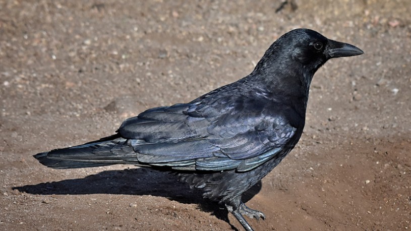 american crow