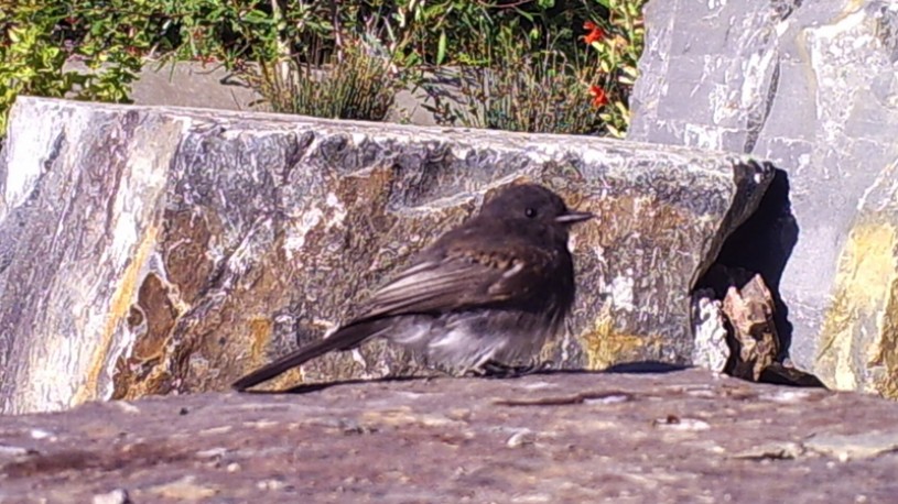 black phoebe