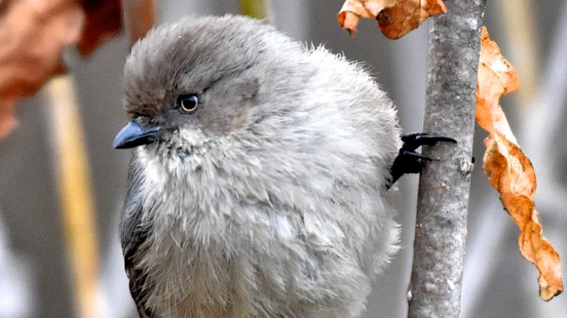 bushtit