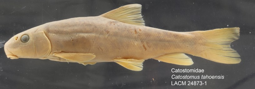 catostomus_tahoensis