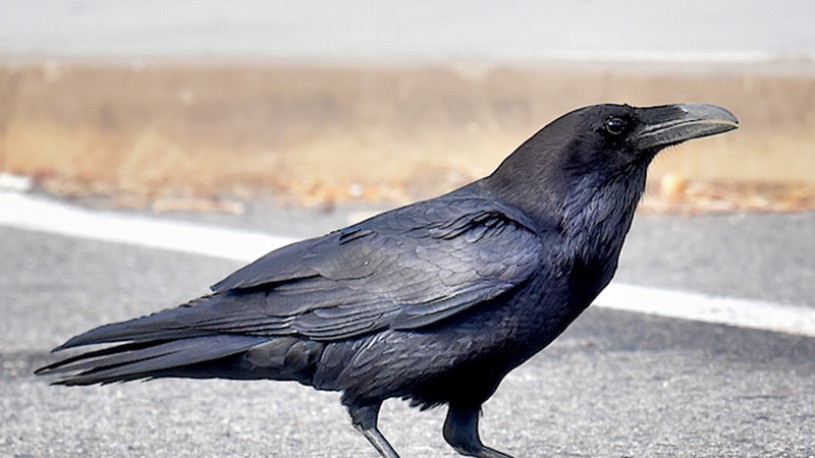 common raven