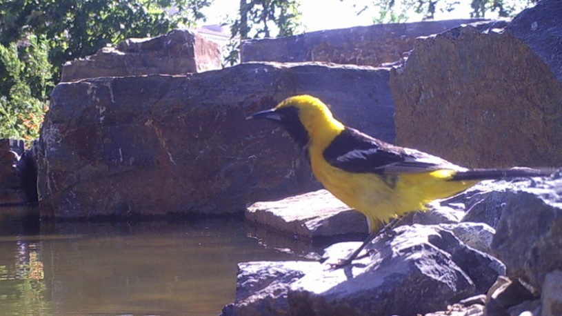 hooded oriole