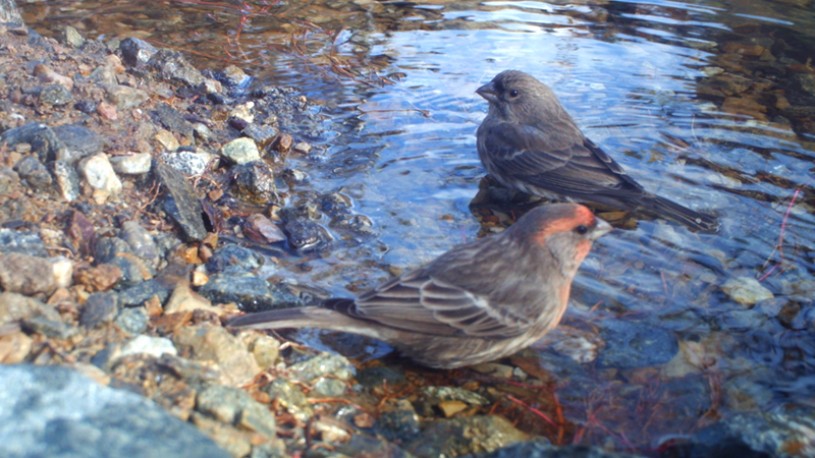 house finch