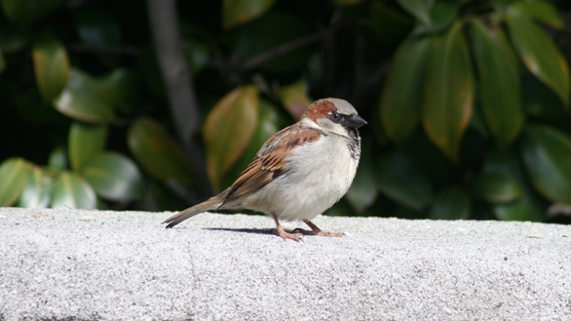 house sparrow