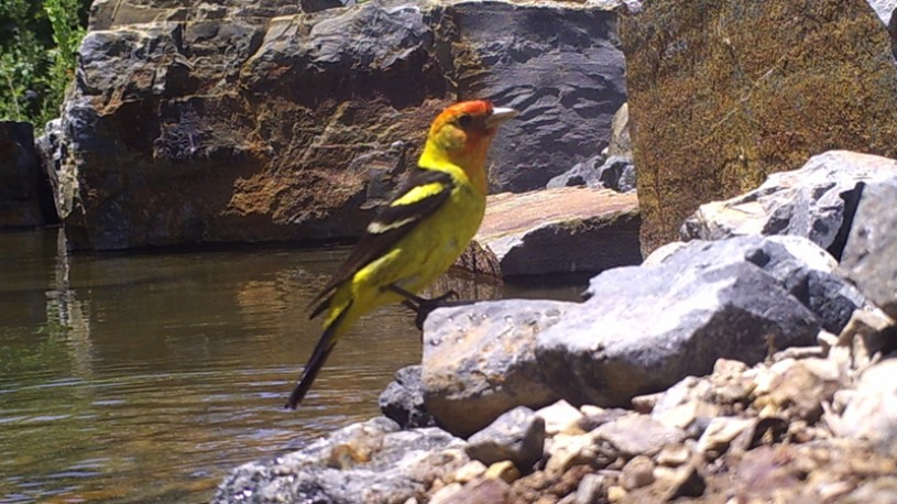 western tanager