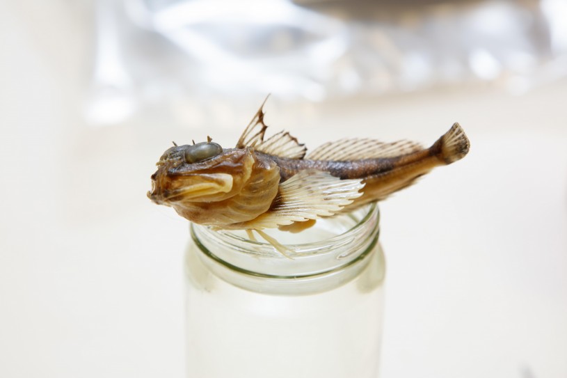 Little fish in a jar