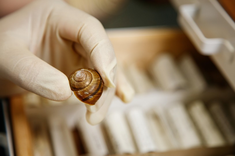 Hand holding snail