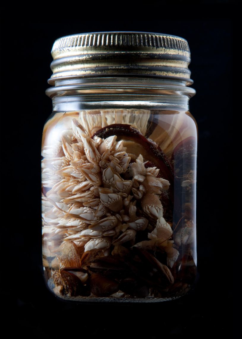 Barnacles in a jar?