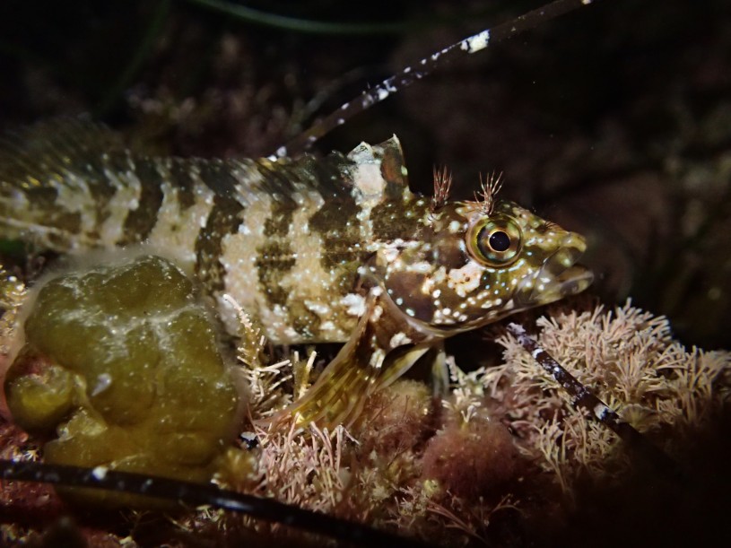 Largemouth Blenny Labrisomus xanti-AlexBairstow