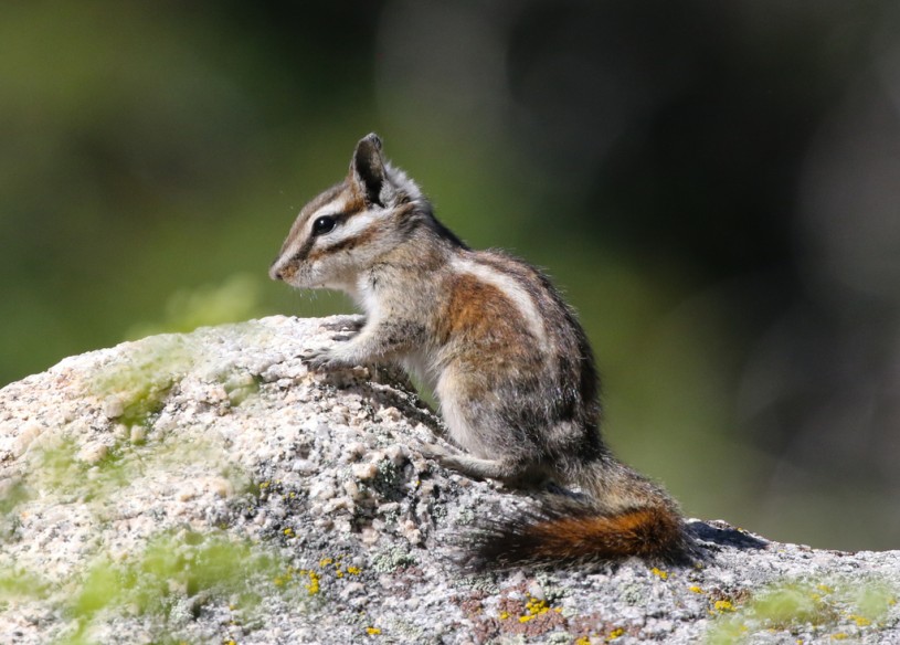 Lodgepole Chipmunk