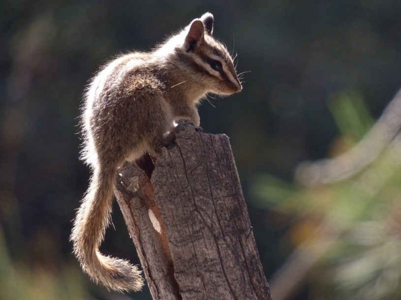 Chipmunk