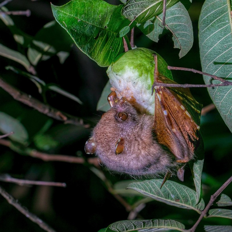 QTNB eating fruit