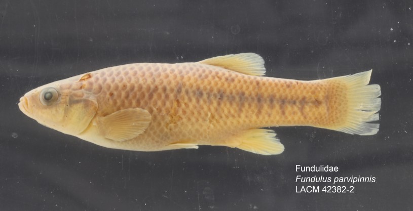 Fundulus parvipinnis