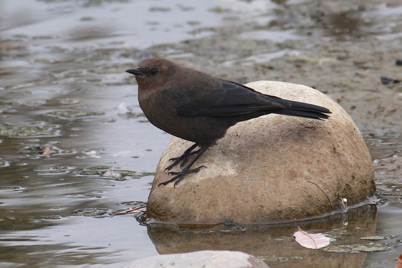 Brewer's Blackbird © Andrea Kreuzhage.