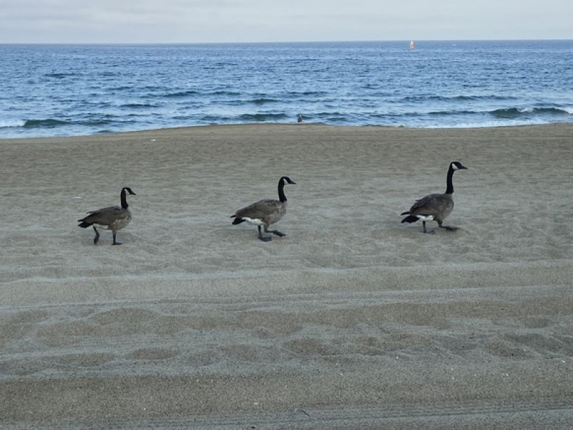 canada geese cropped