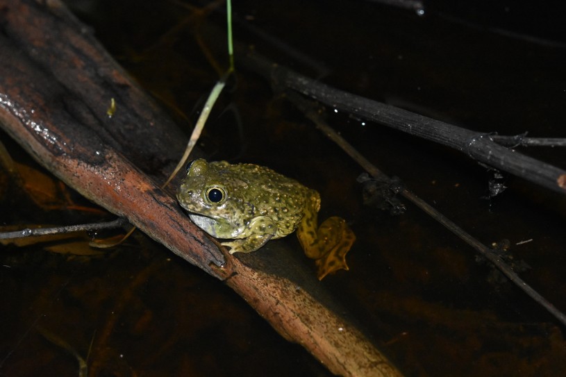 © kmherpkid western spadefoot