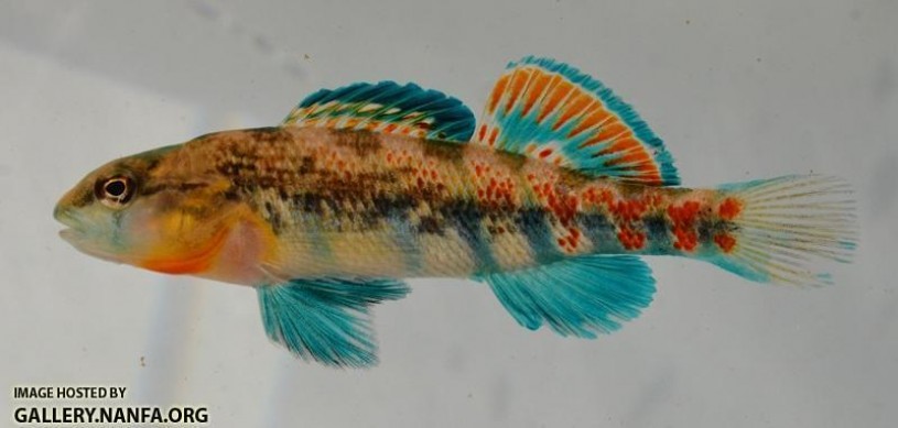 Etheostoma kantuckeense