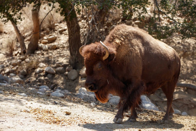 American Bison from the Hart Museum 