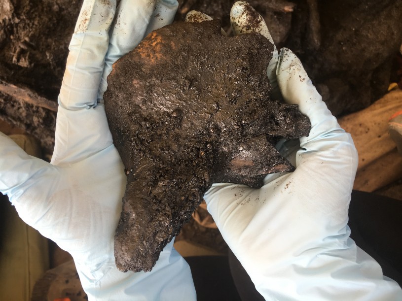 Juvenile Bison Skull Fragment