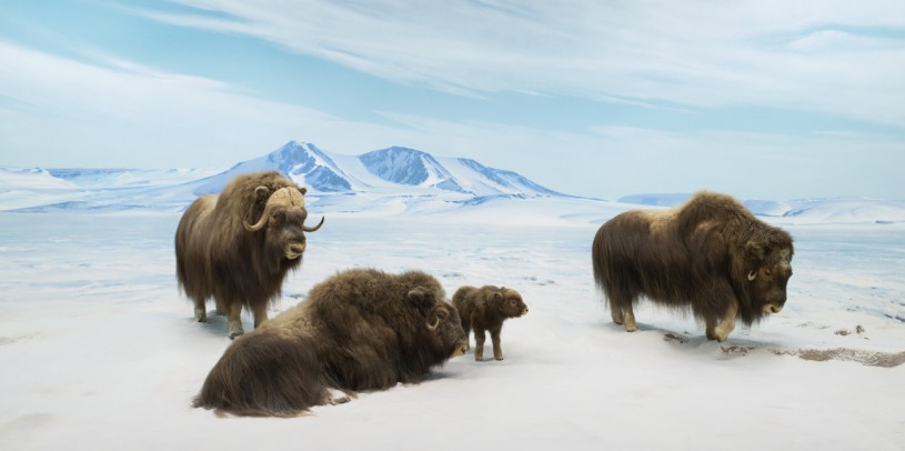 Muskox Diorama