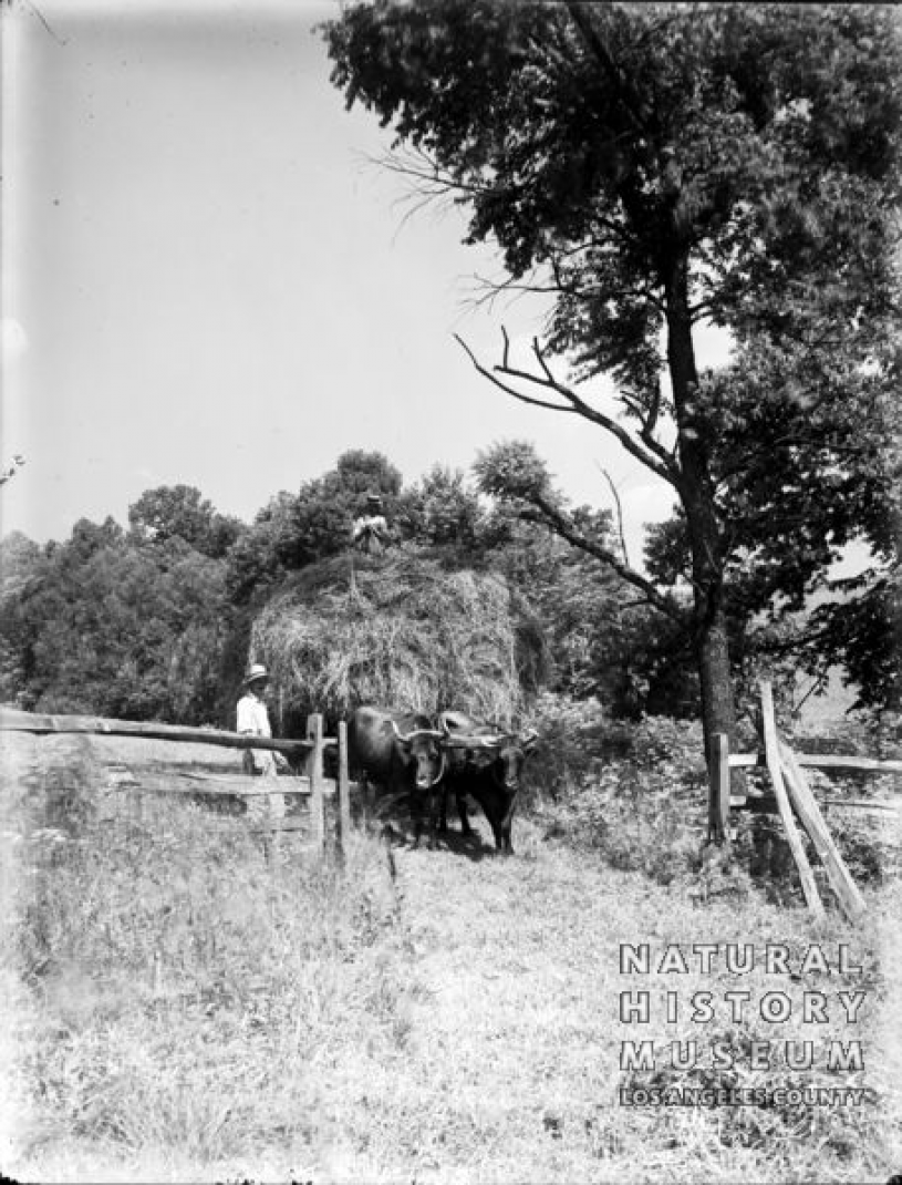 Load of Hay Drawn by Oxen