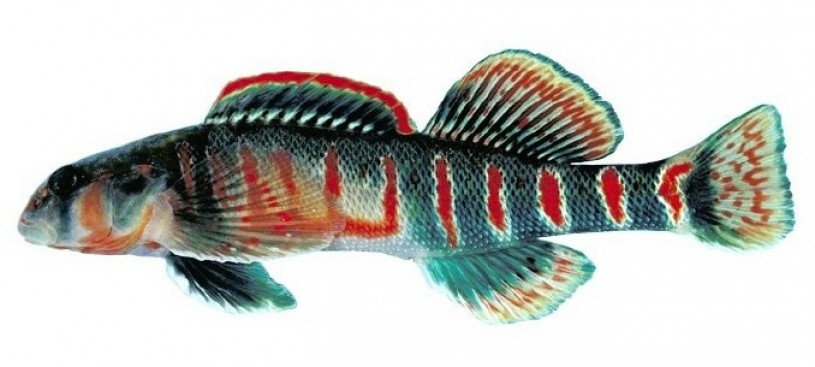 candy_darter_-_etheostoma_osburni