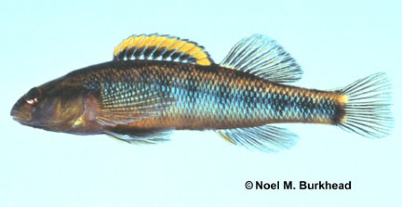 Roanoke Darter - Percina roanoka