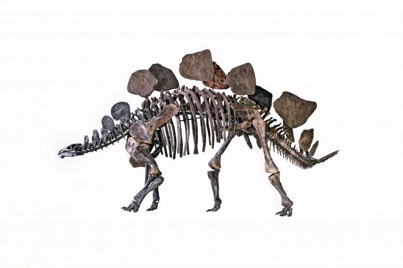 Stegosaurus skeleton