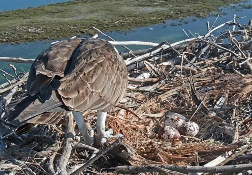 Osprey and eggs on nest 