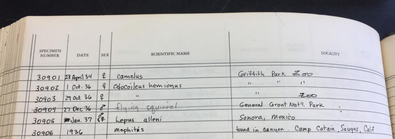 NHM Mammalogy Department Catalog entry, April 28th, 1934, top line. 