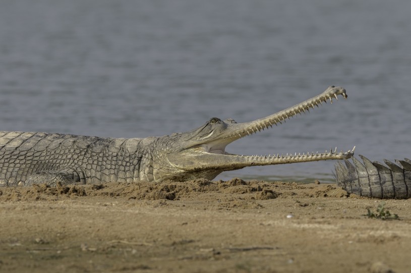 gharial iNat