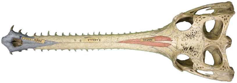 gharial skull