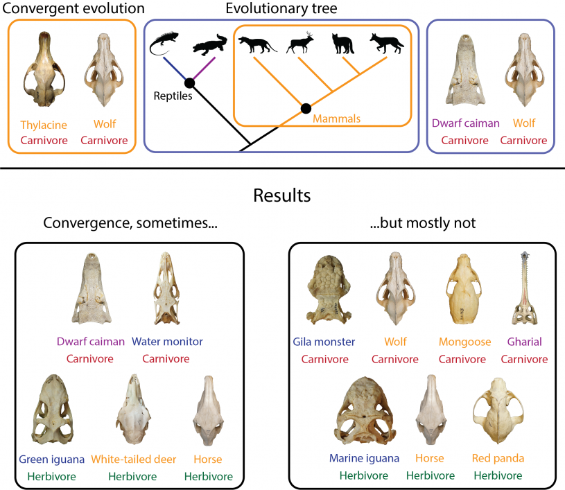 Convergent Evolution diagram