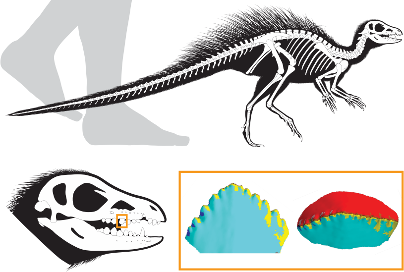 fruitadens reconstruction image