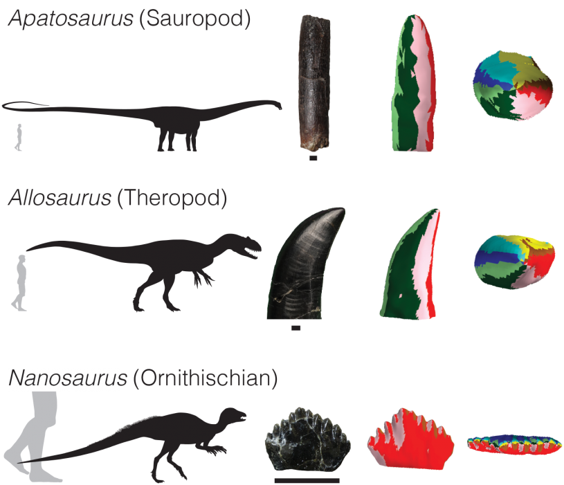 Dinosaur tooth comparison image