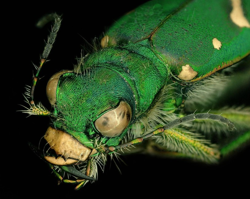 Ohlone Tiger Beetle