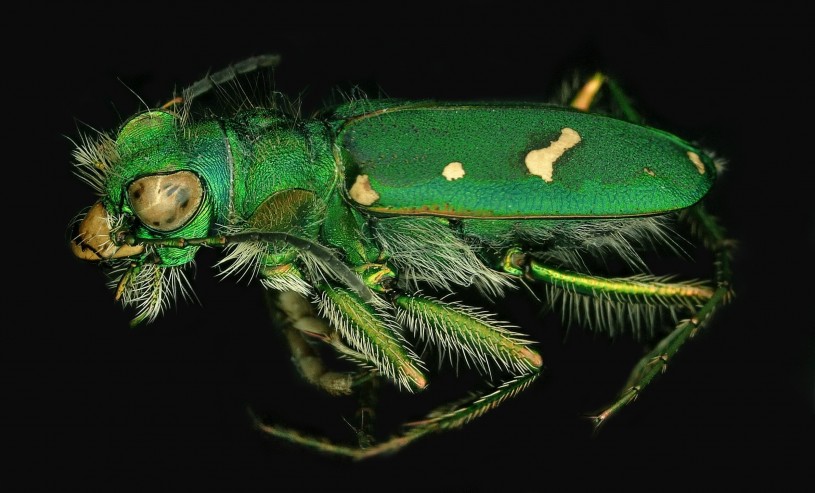 Ohlone Tiger Beetle