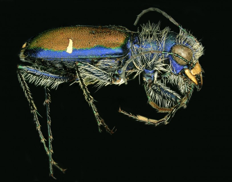 Splendid Tiger Beetle