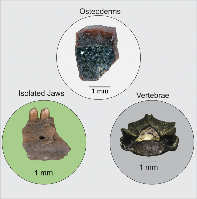 Incomplete squamate fossils