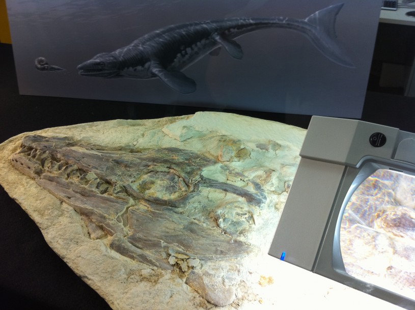 mosasaur_fossil_dinolab_display_0