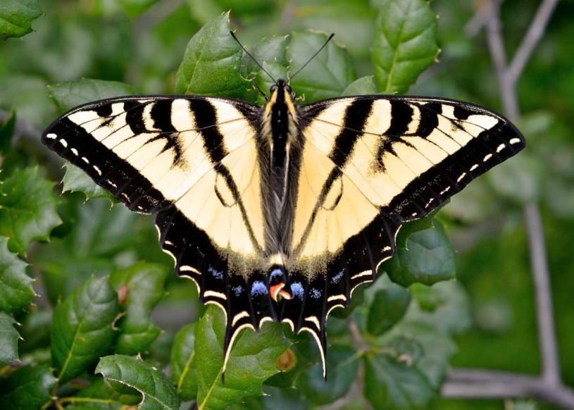 Western Tiger Swallowtail