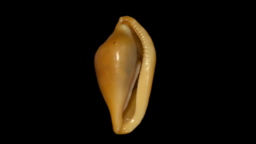   Tiger Egg Cowry