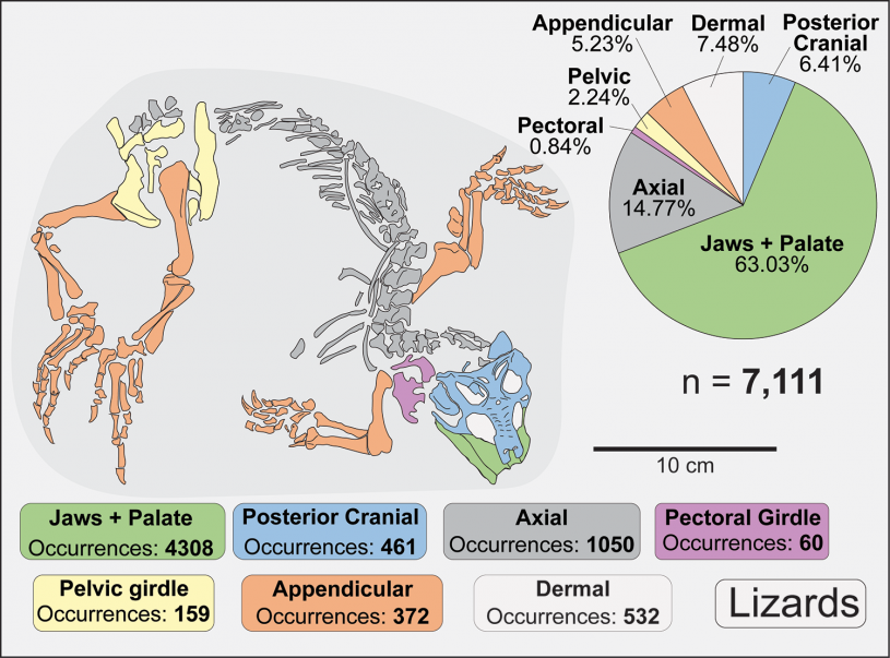 lizard distribution