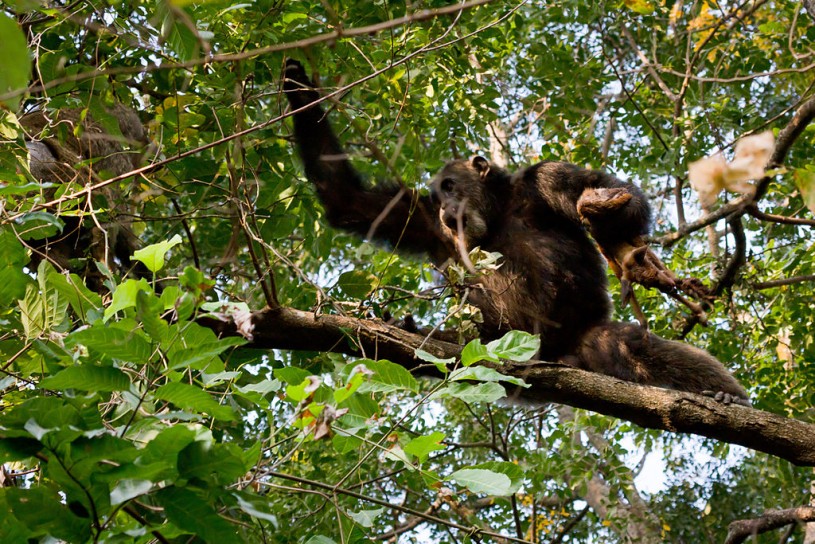 Adult male Eastern chimpanzee (Pan troglodytes schweinfurthii) snatches a dead bushbuck antelope from a baboon, Gombe Stream National Park