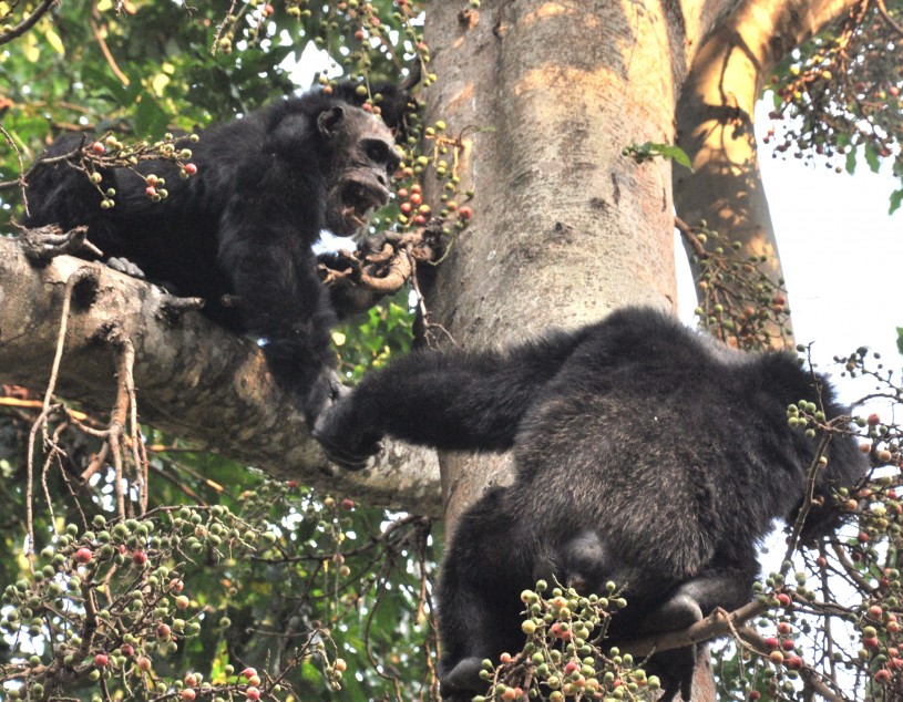 adult_male_chimps_in_mahale