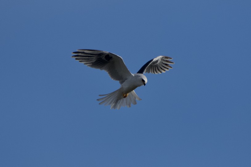 White-tailed kite in flight