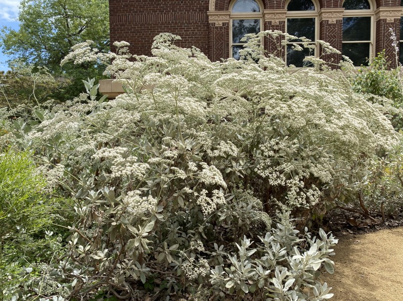 Nature Gardens Summer Dry Plants Buckwheats