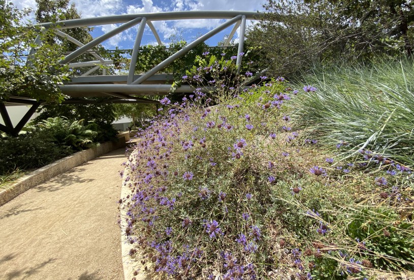 Nature Gardens Summer Dry Plants Cleveland Sage Arroyo Azul