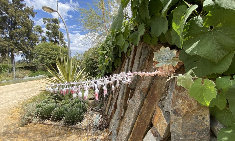 Nature Gardens Summer Dry Plants Drought Live Forever Dudleya