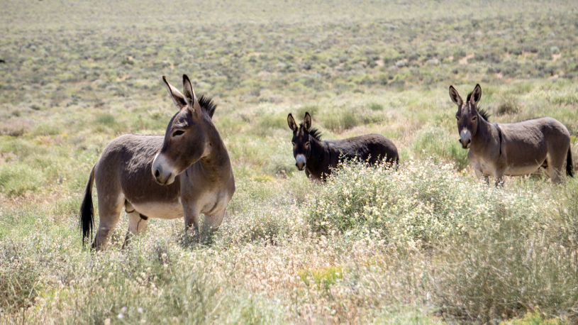 Donkeys in the wild